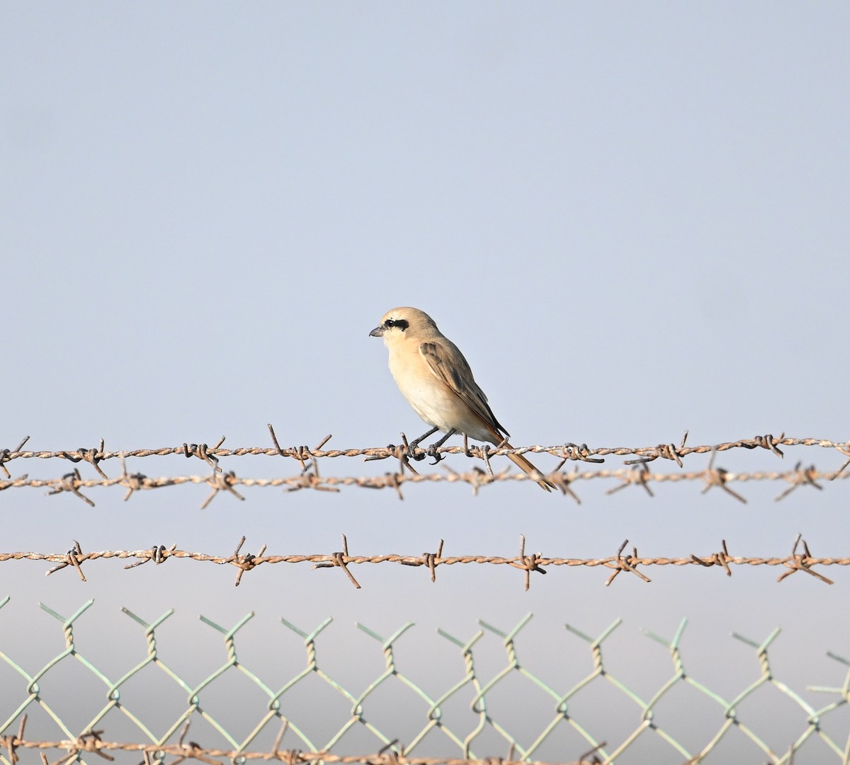 Рыжехвостый жулан (isabellinus) - ML646892362