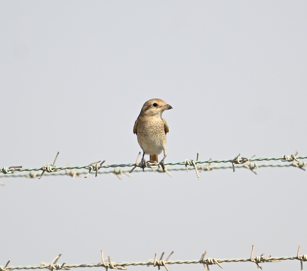 Isabelline Shrike (Daurian) - ML646892364