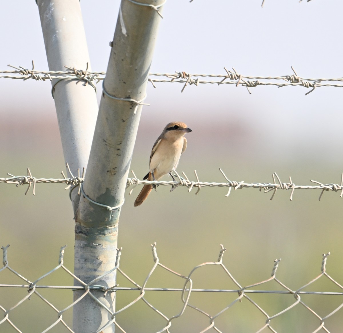 Isabelline Shrike (Daurian) - ML646892365