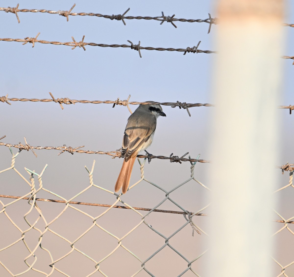 Isabelline Shrike (Daurian) - ML646892366