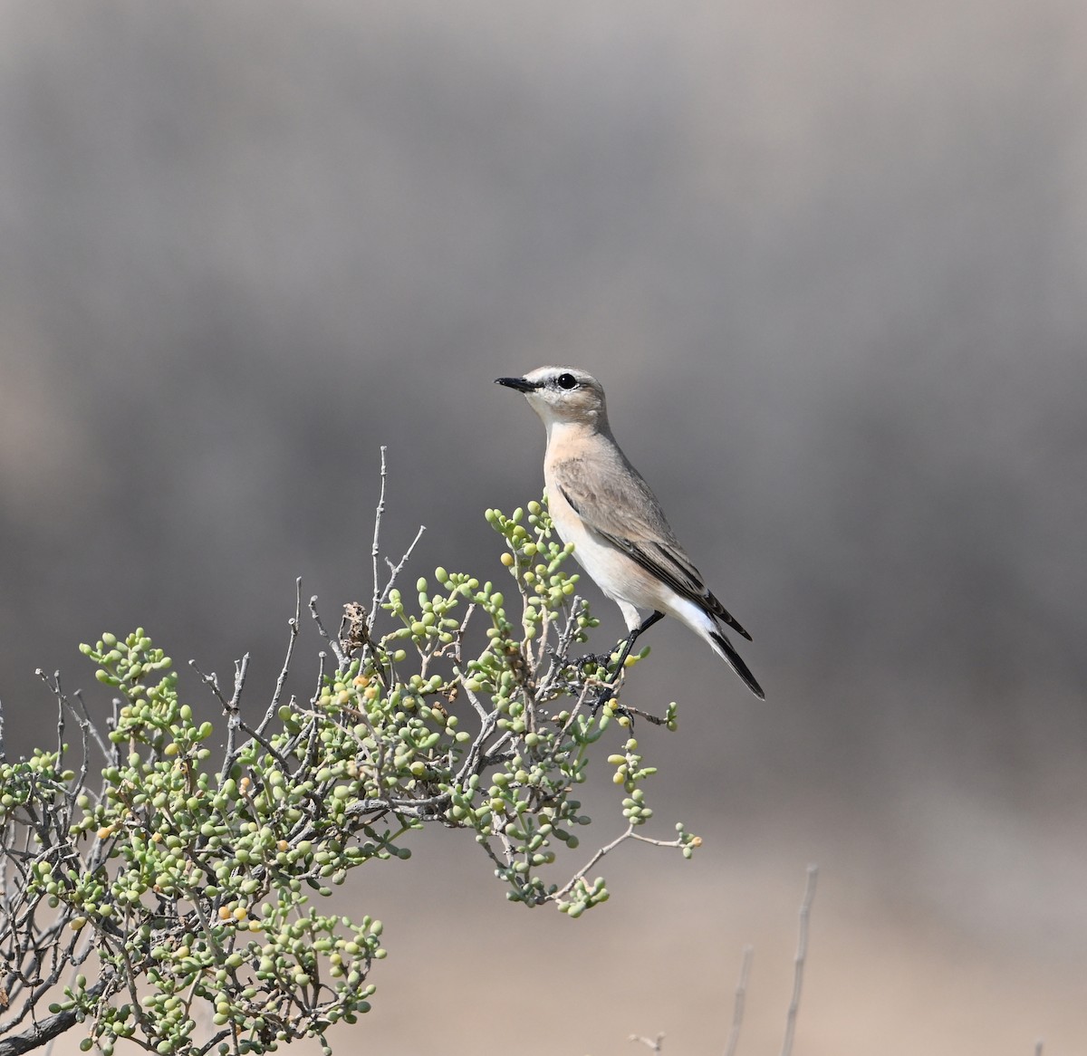 Isabelline Shrike (Daurian) - ML646892368