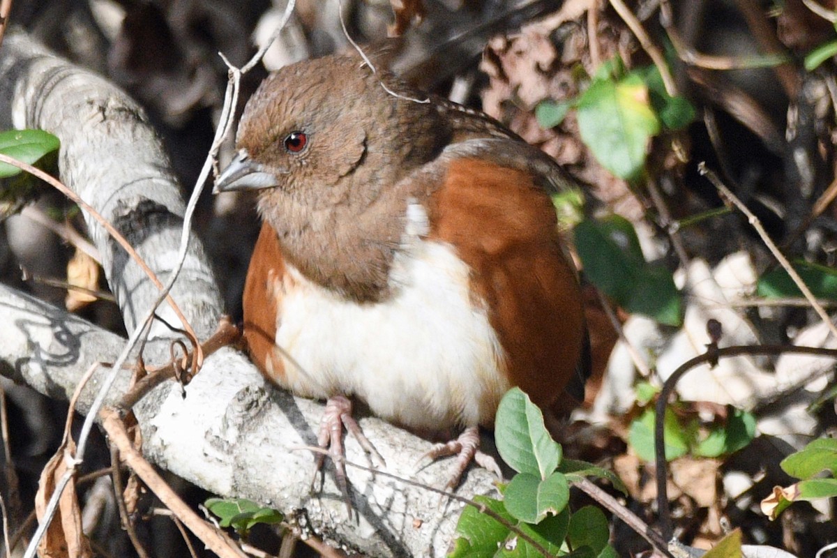 rødsidetovi - ML646892372