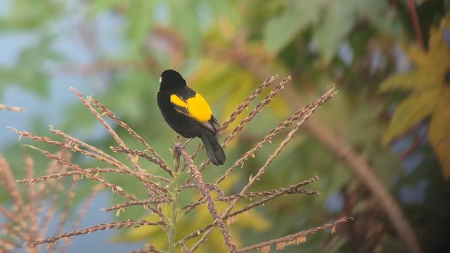 Вайдаг товстодзьобий - ML646892373