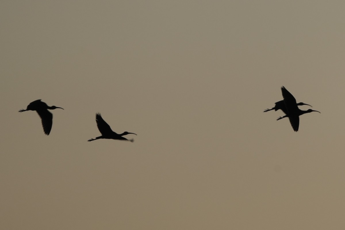 Glossy Ibis - ML646892374