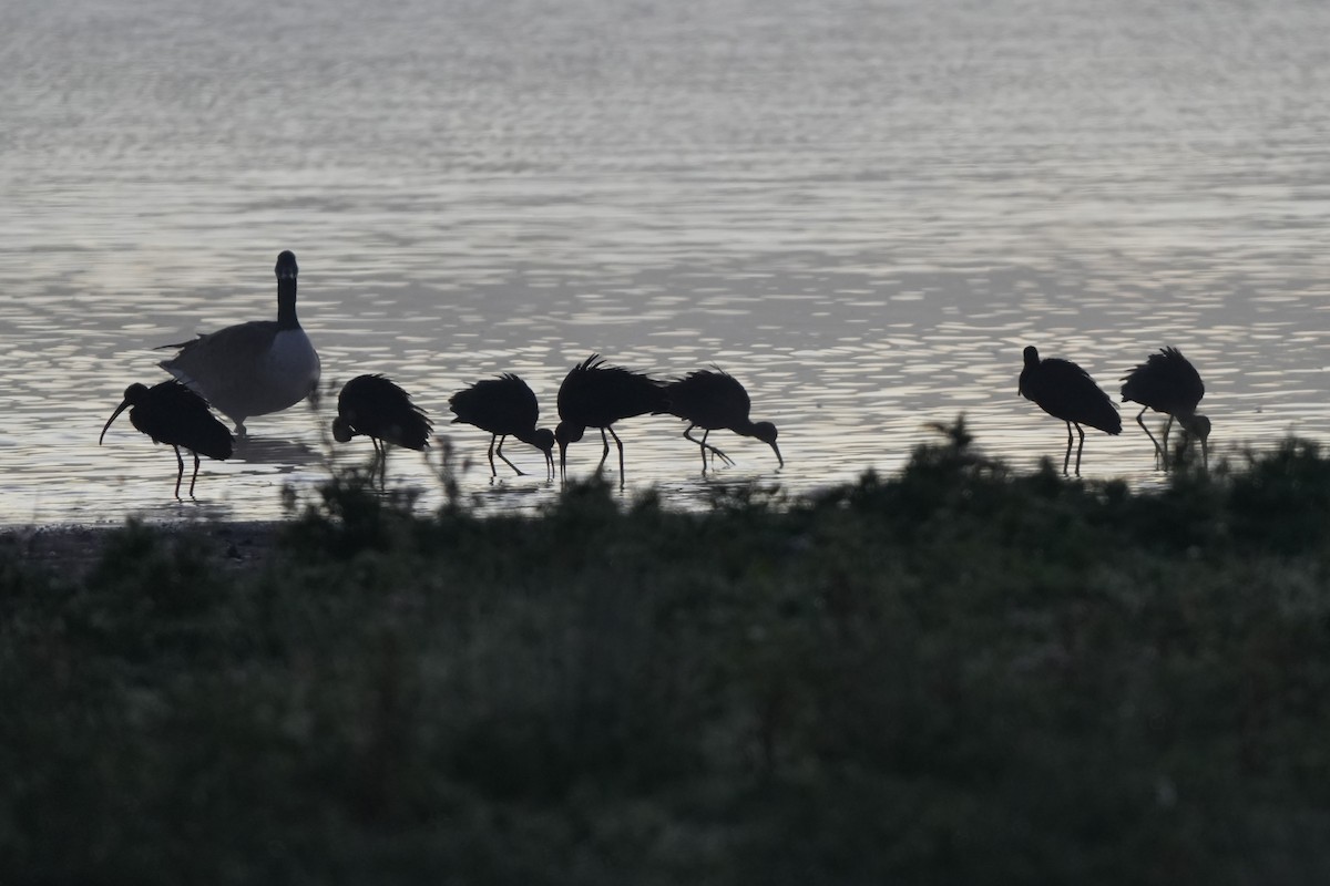Glossy Ibis - ML646892375