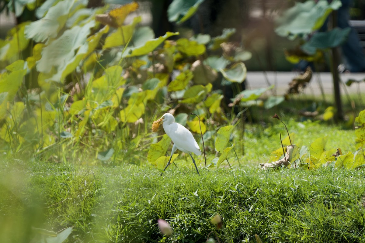 黃頭鷺 - ML646892389