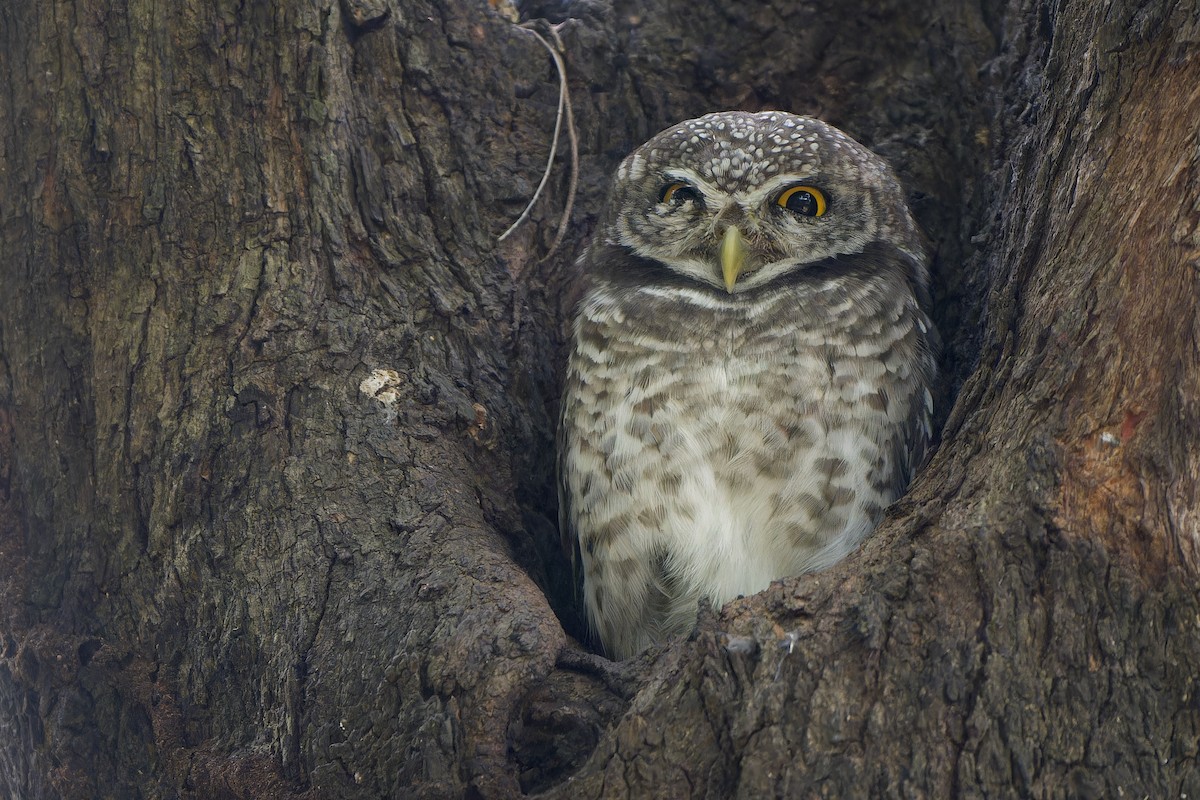 Spotted Owlet - ML646892392