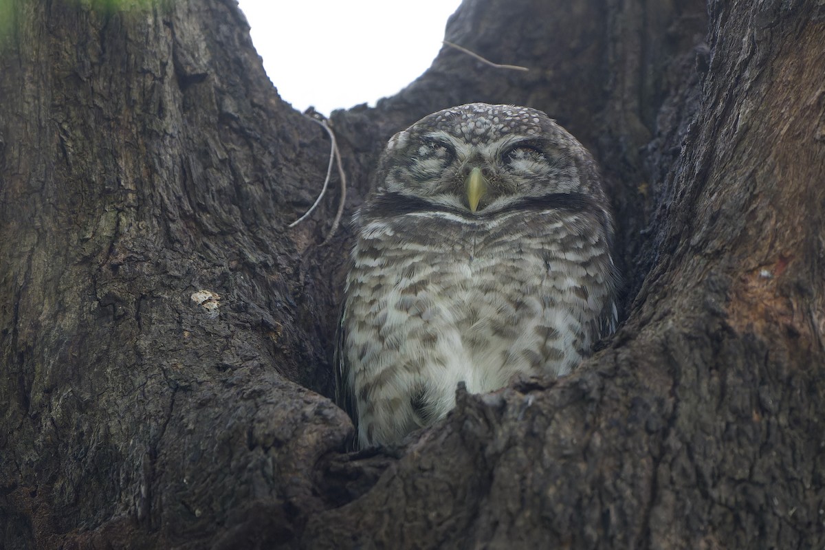 Spotted Owlet - ML646892393
