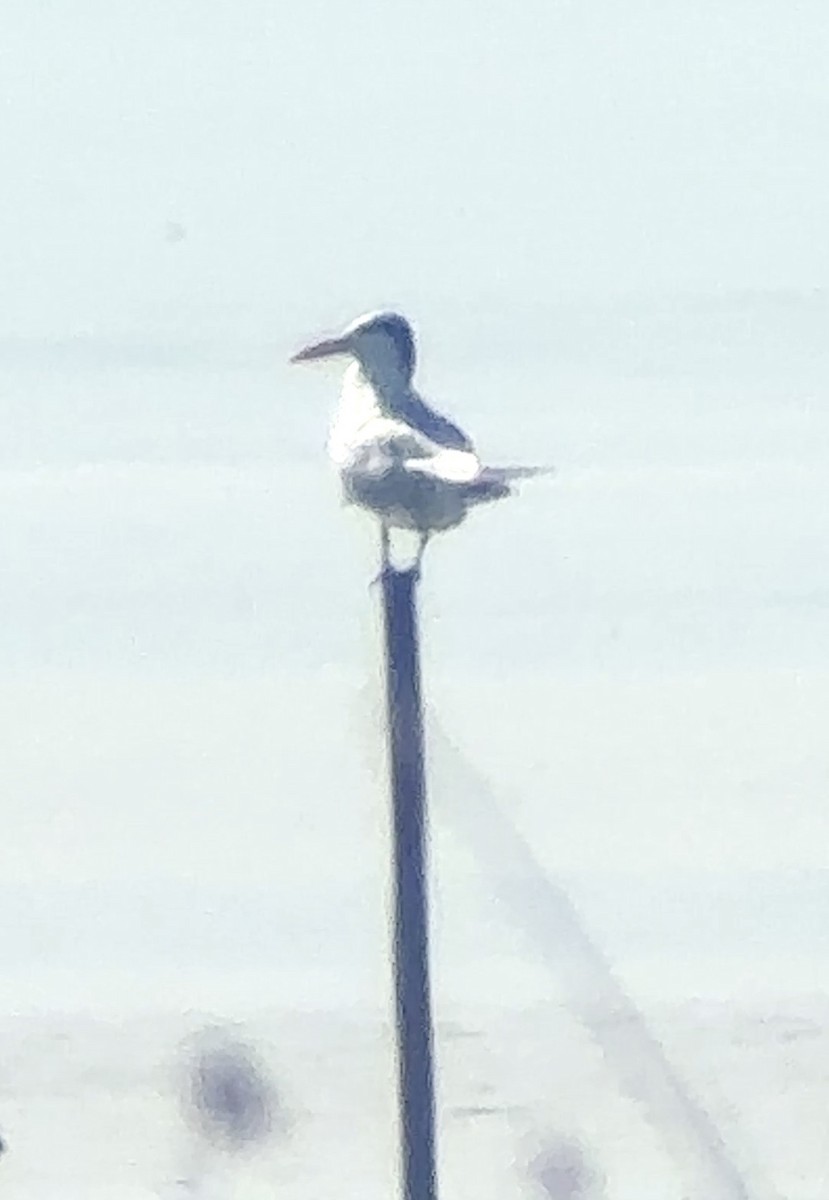 アメリカオオアジサシ - ML646892394