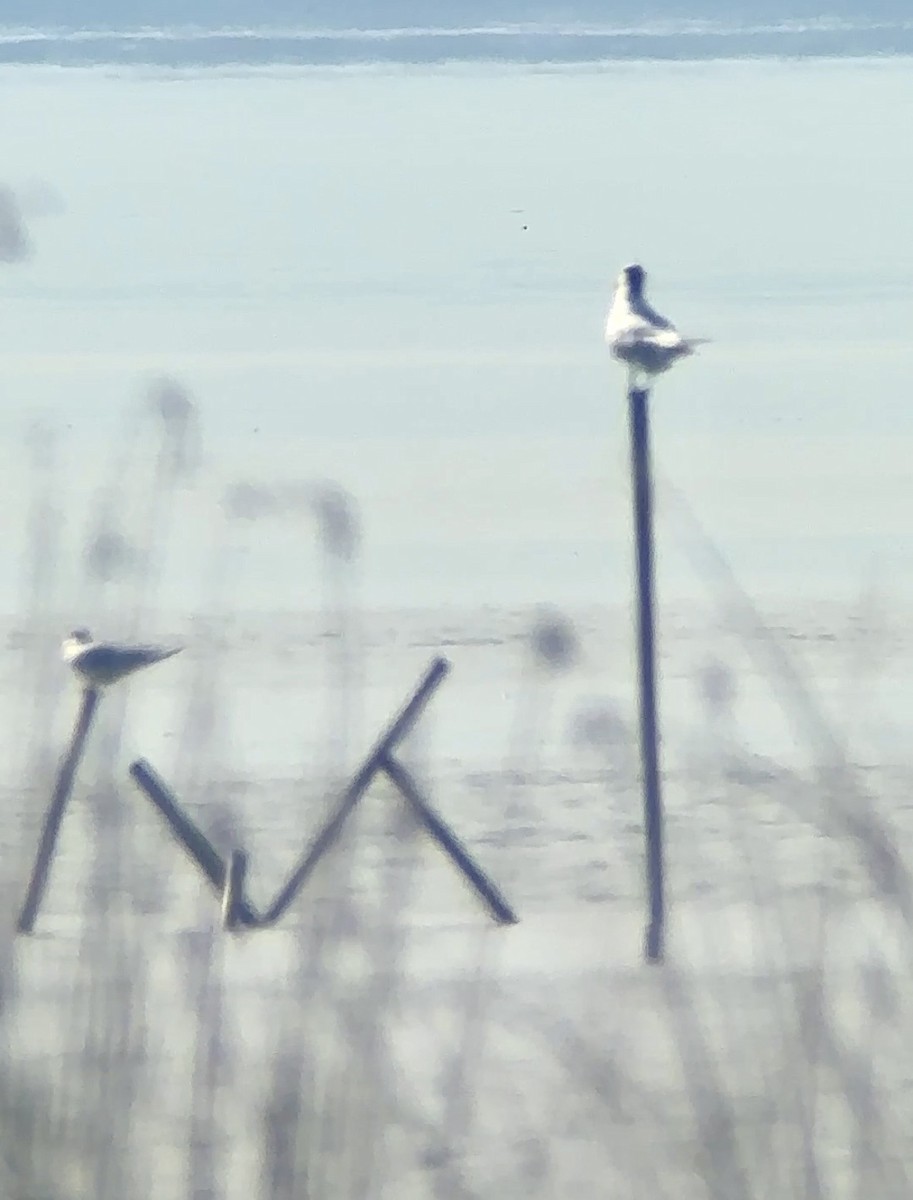 アメリカオオアジサシ - ML646892395