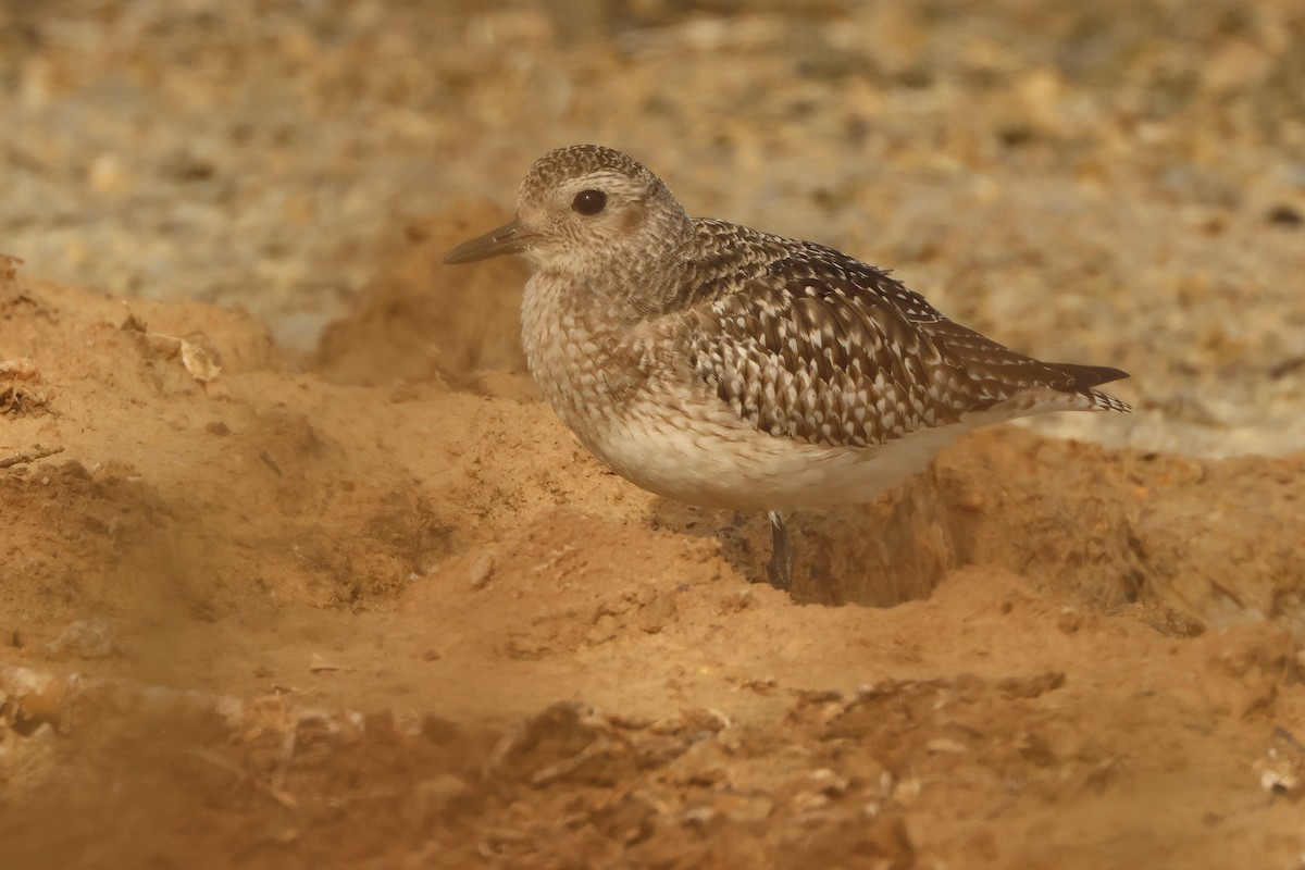 חופזי מנומר - ML646892398