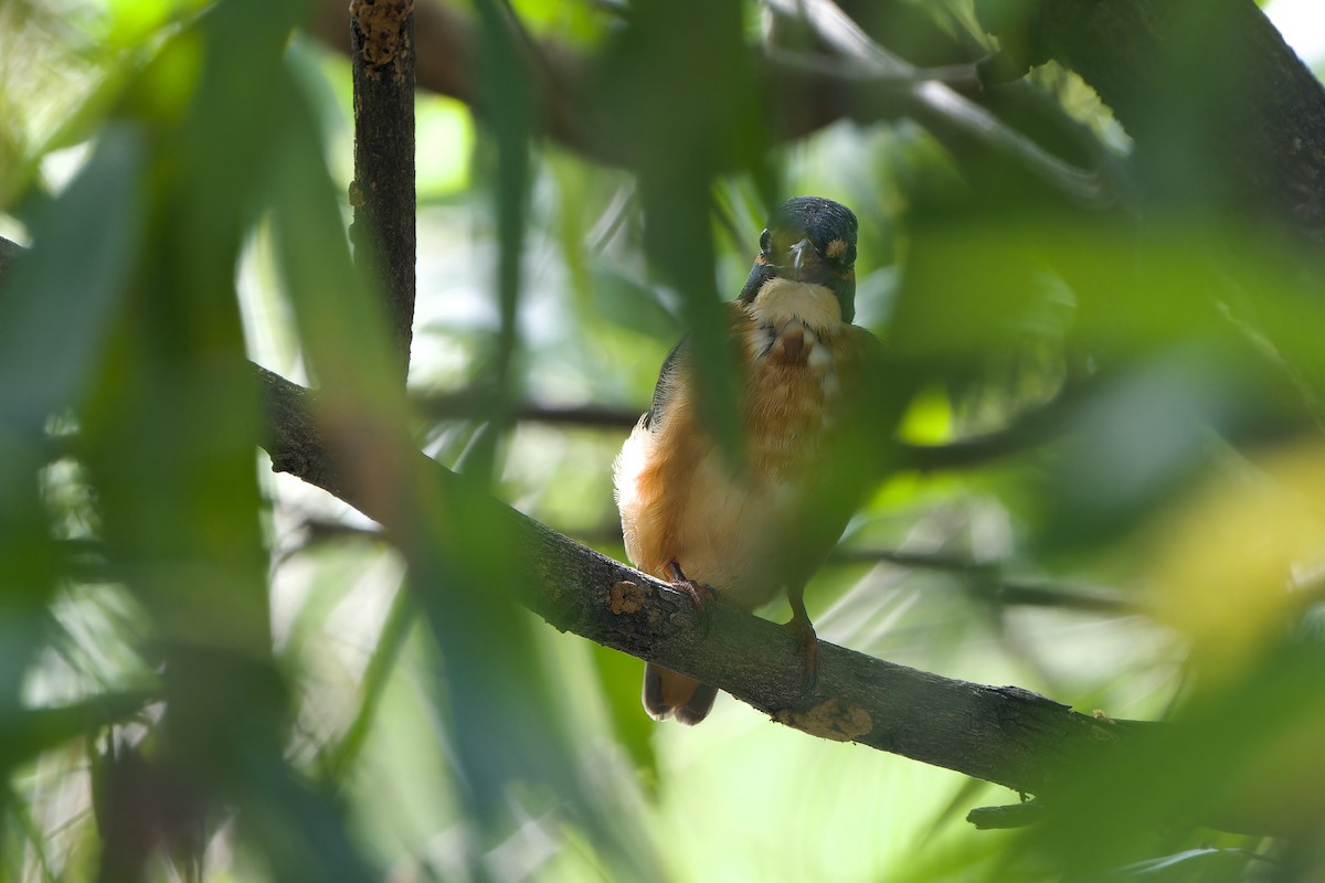 翠鳥(atthis群) - ML646892399