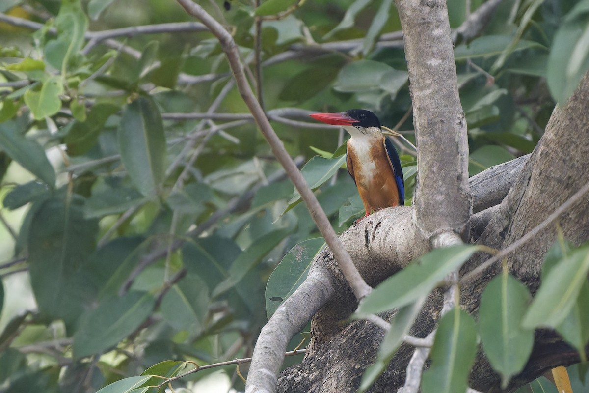 黑頭翡翠 - ML646892403