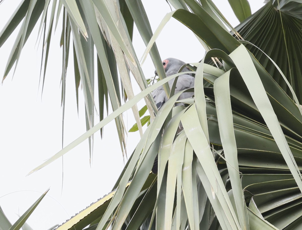 チュウヒダカ - ML646892407