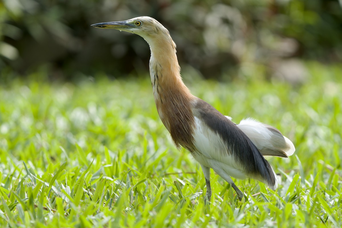 爪哇池鷺 - ML646892414