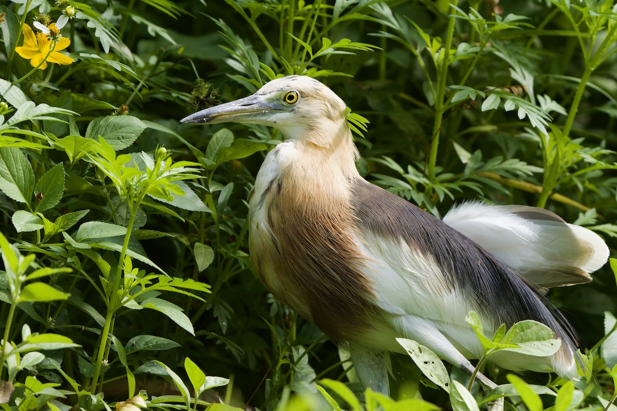 爪哇池鷺 - ML646892415