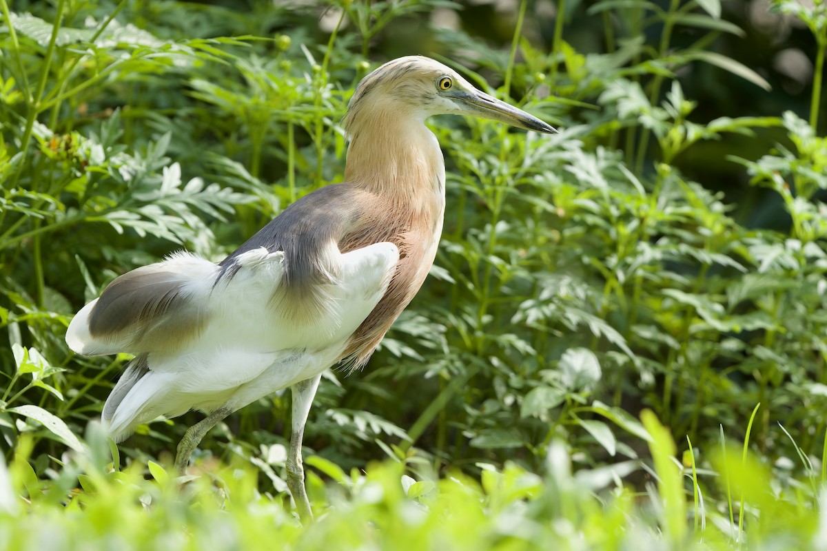 爪哇池鷺 - ML646892416