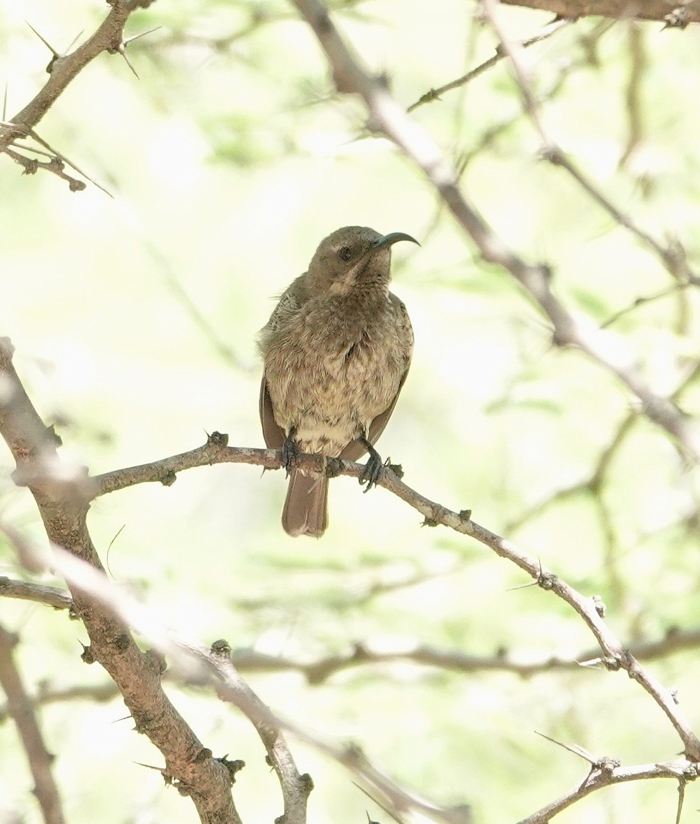 Scarlet-chested Sunbird - ML646892417