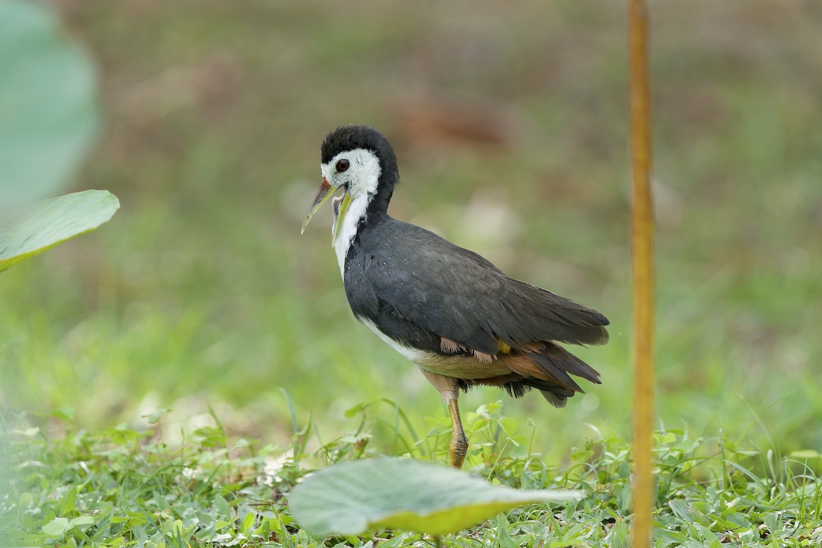 白腹秧雞 - ML646892419