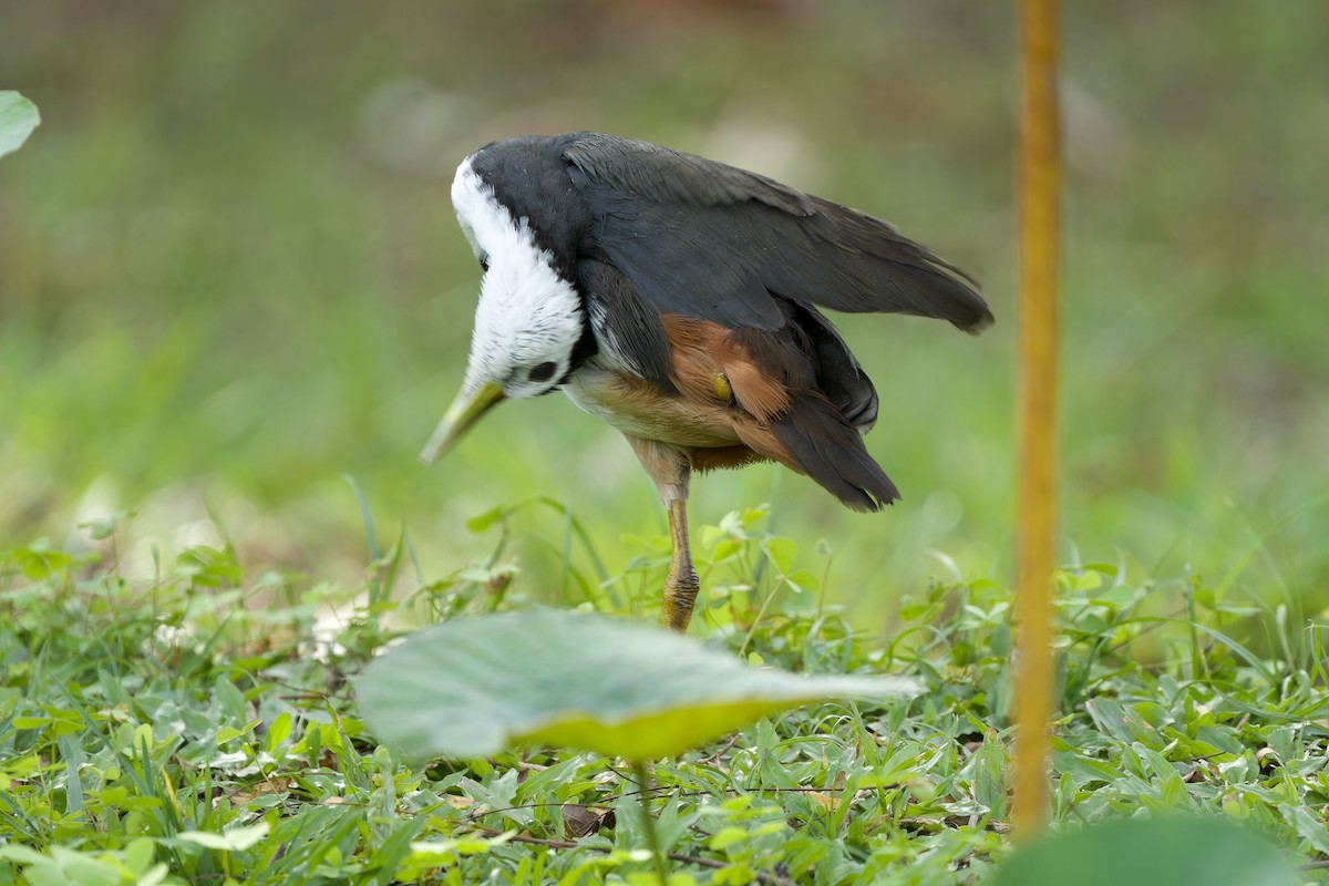 白腹秧雞 - ML646892420