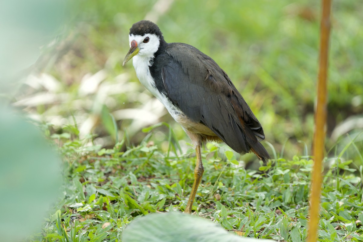 白腹秧雞 - ML646892421