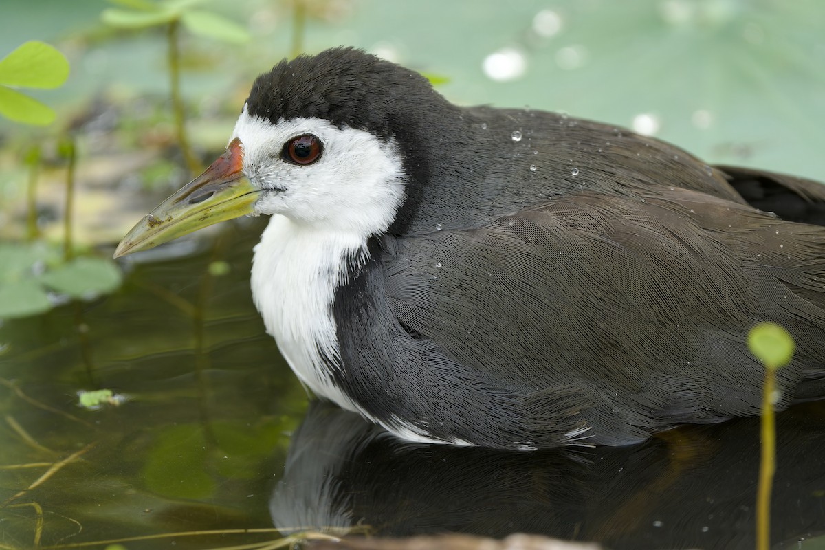 白腹秧雞 - ML646892422