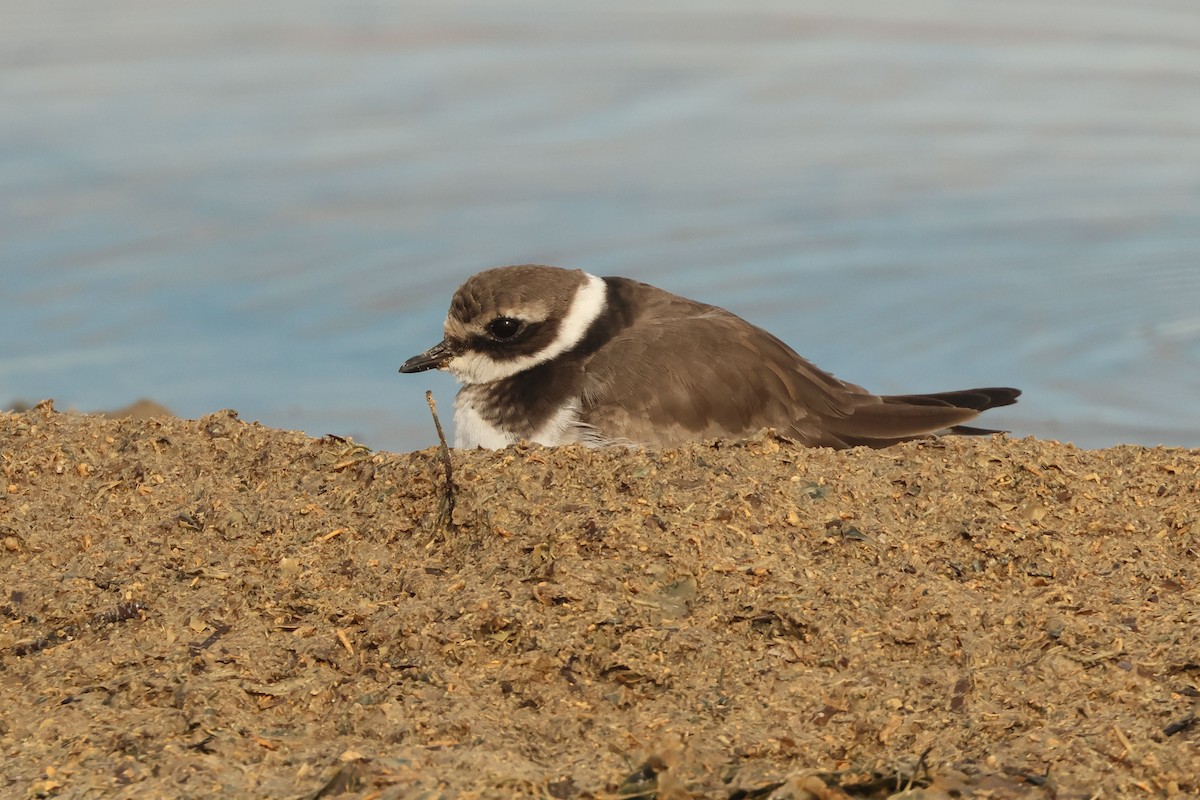 חופמי צווארון - ML646892423