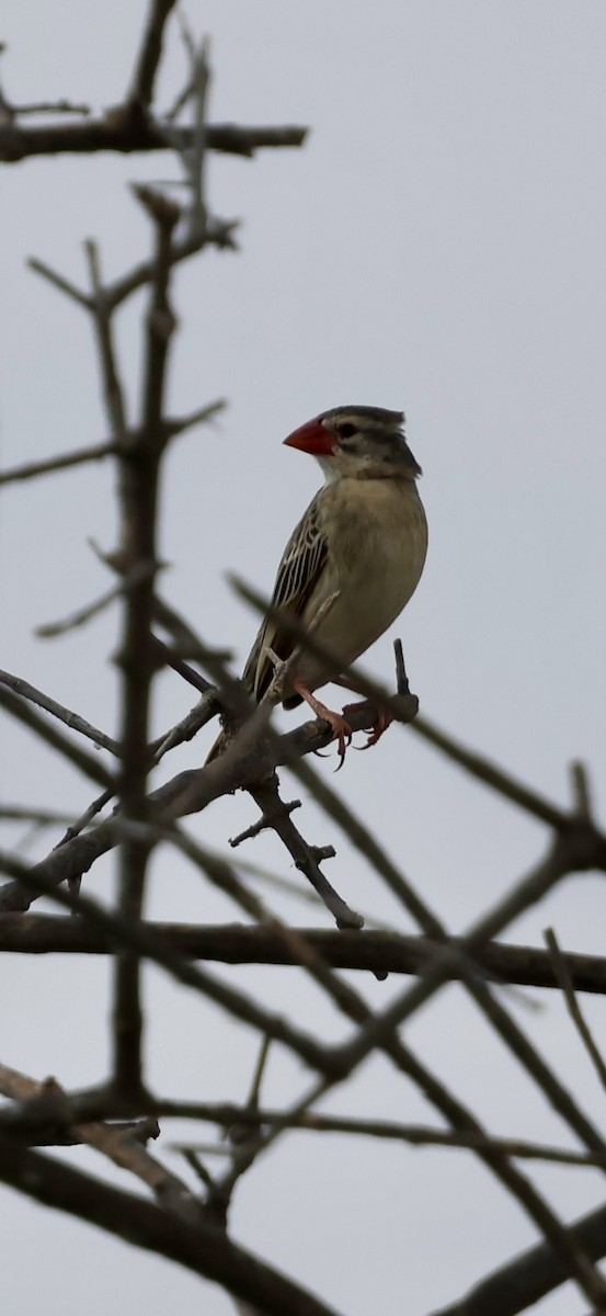 Kelea mokogorria - ML646892424