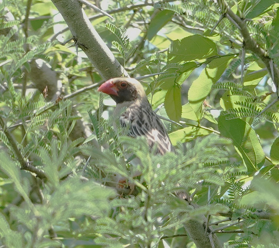 קואלאה אדומת-מקור - ML646892426