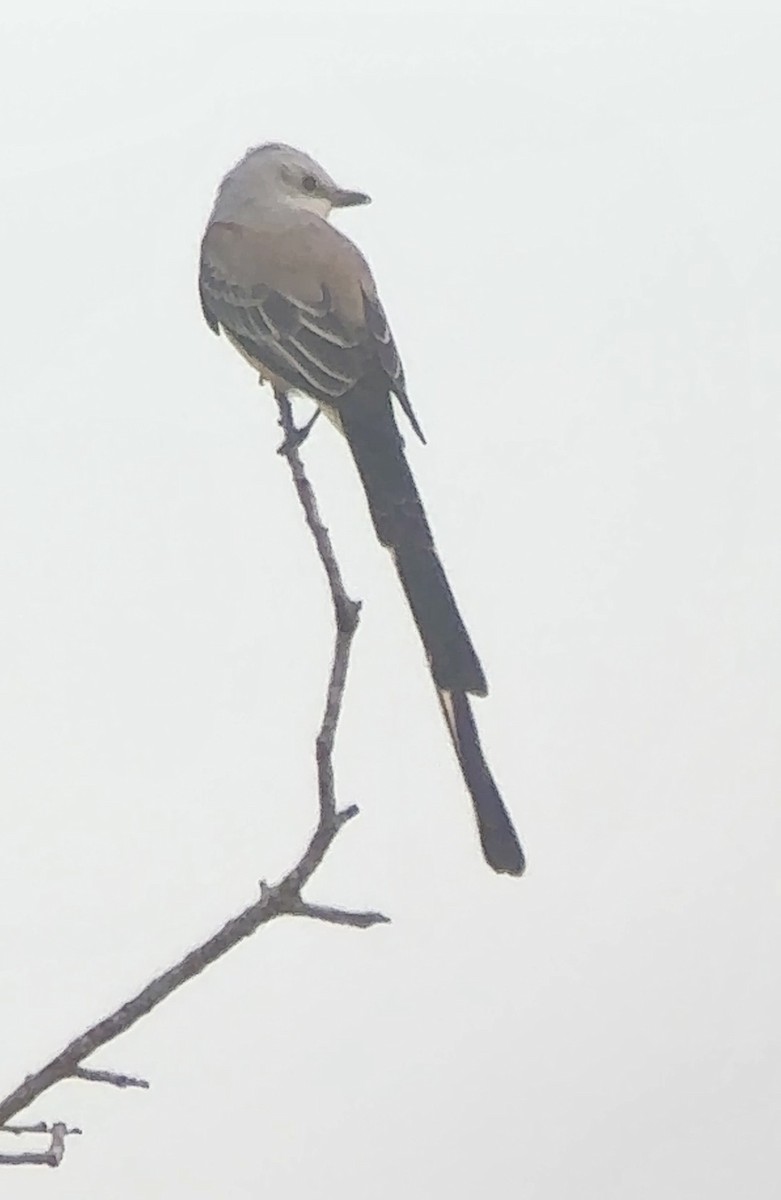 Scissor-tailed Flycatcher - ML646892429