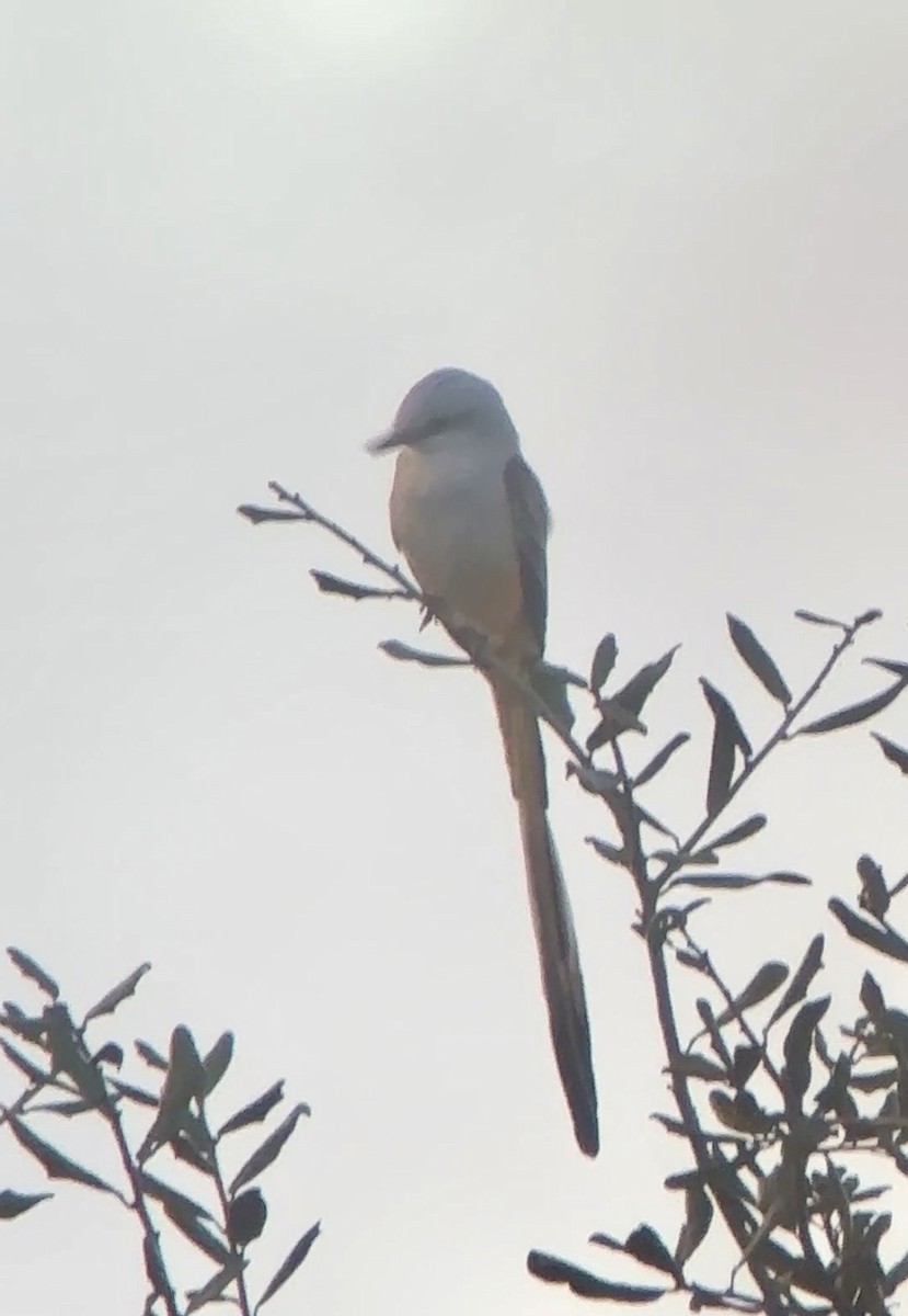 Scissor-tailed Flycatcher - ML646892430