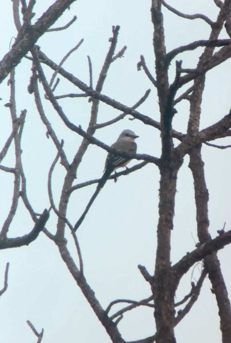 Scissor-tailed Flycatcher - ML646892431
