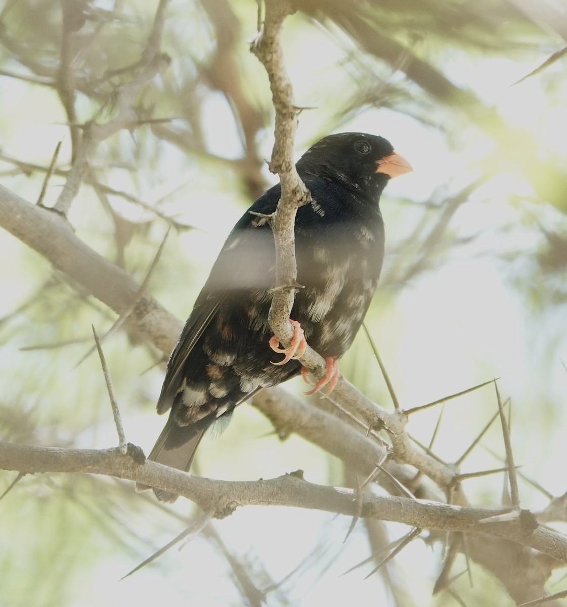 Village Indigobird - ML646892432