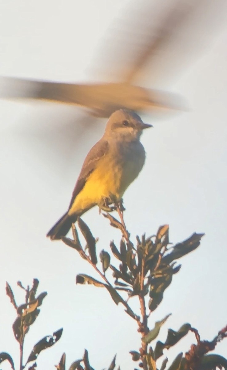 ニシタイランチョウ - ML646892435