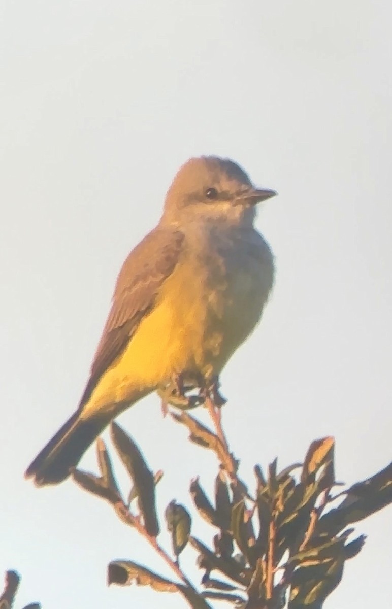 ニシタイランチョウ - ML646892436