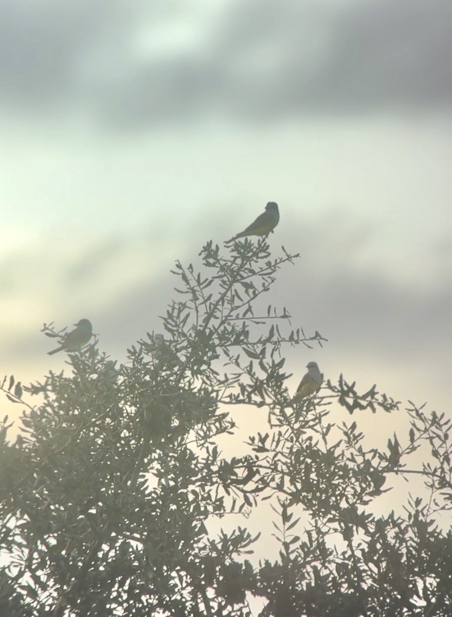 ニシタイランチョウ - ML646892437