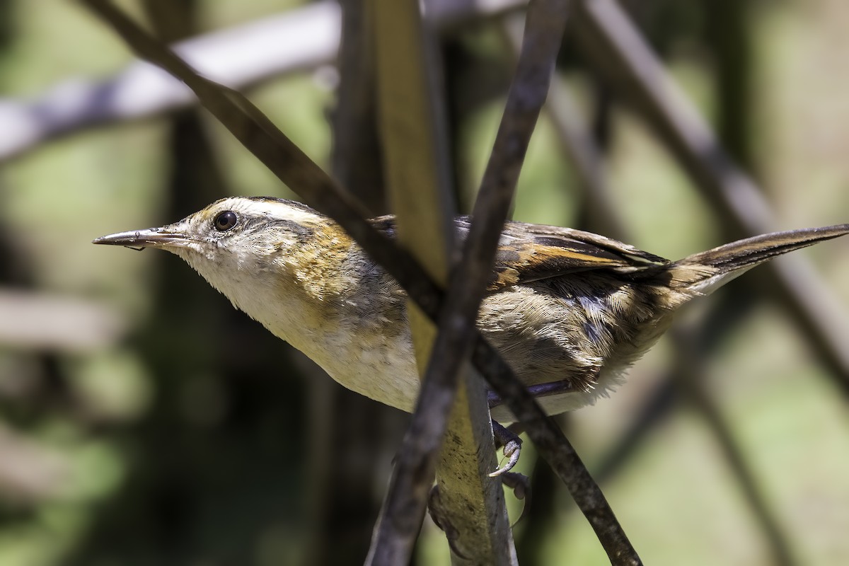 Wren-like Rushbird - ML646892440