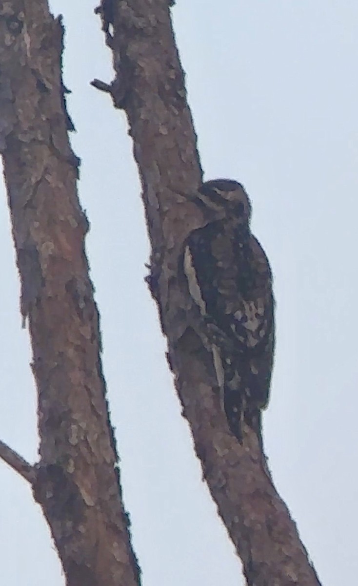 シルスイキツツキ - ML646892442