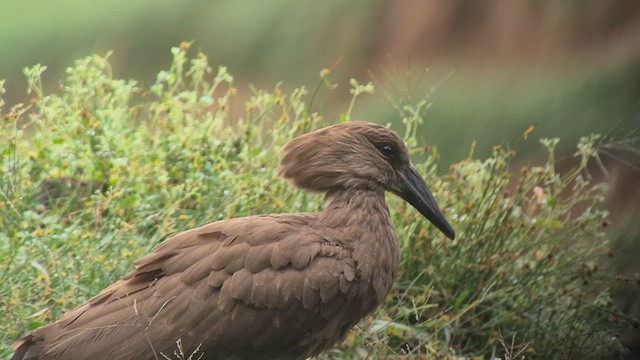 Молотоголов - ML646892443