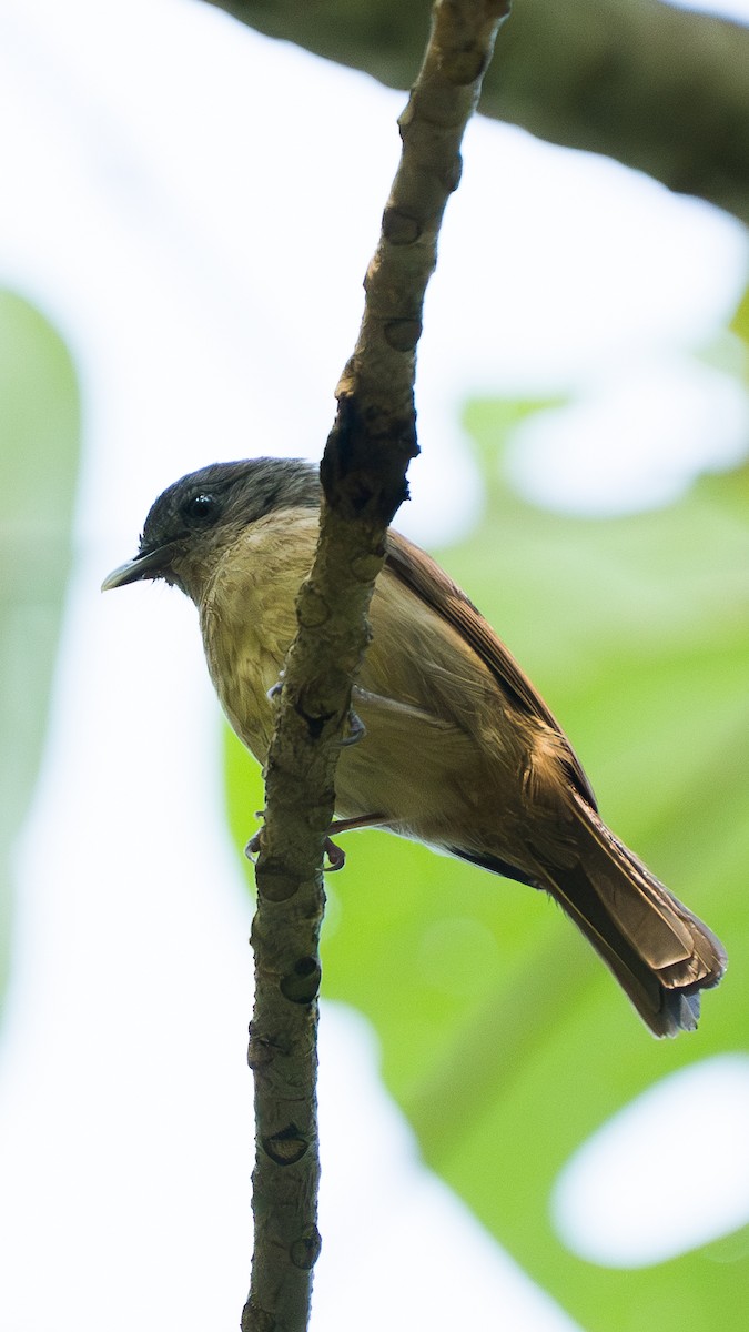 Brown-cheeked Fulvetta - ML646892444