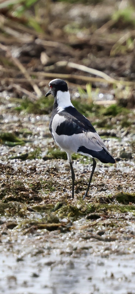 Blacksmith Lapwing - ML646892446