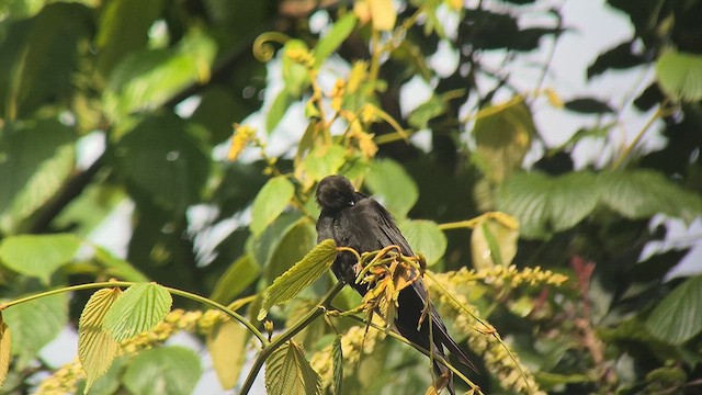 Жалібничка білоплеча - ML646892448