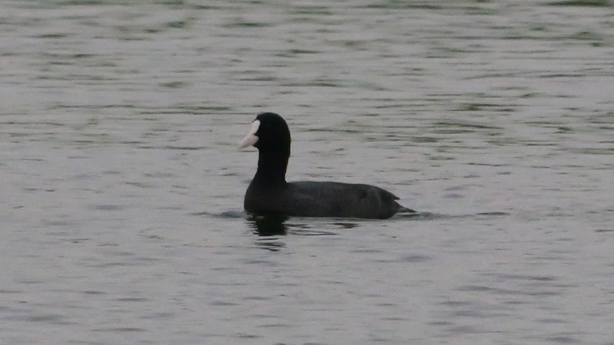 Халзан түнжүүр - ML646892449