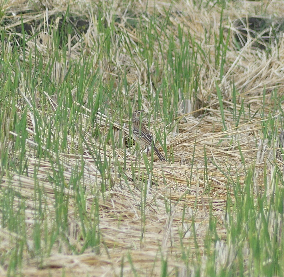 Bisbita de Richard - ML646892452