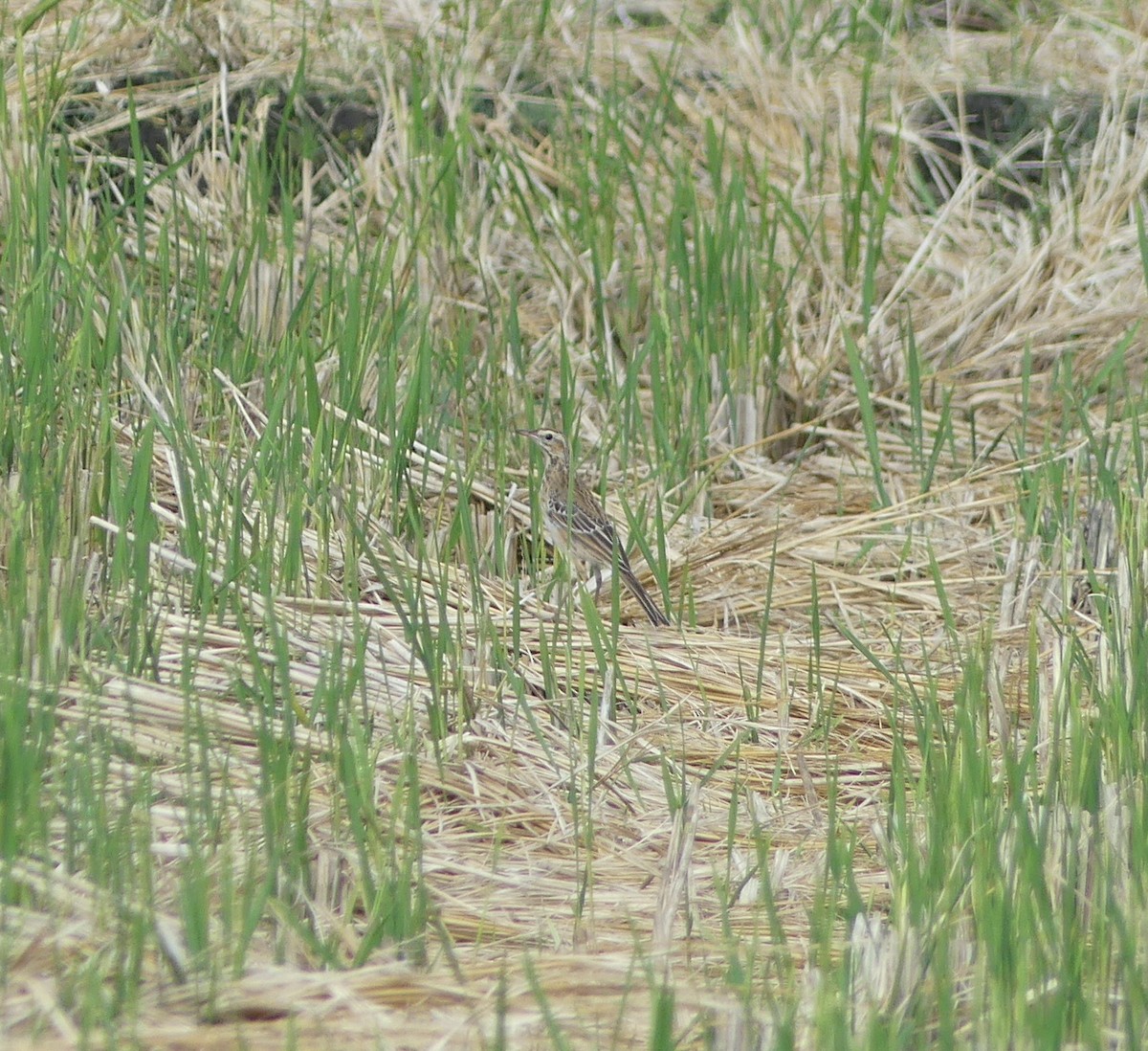 Bisbita de Richard - ML646892453