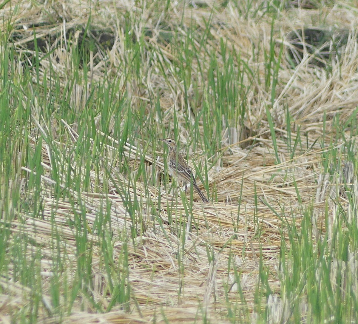 Bisbita de Richard - ML646892454