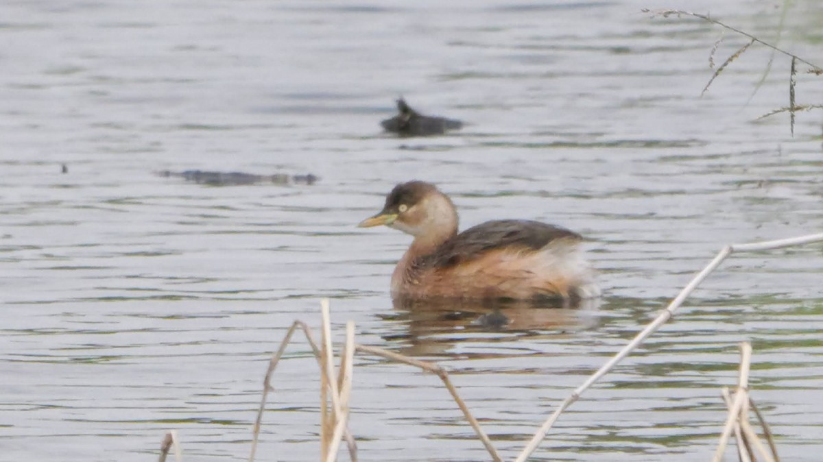 Хурган шунгуур - ML646892455