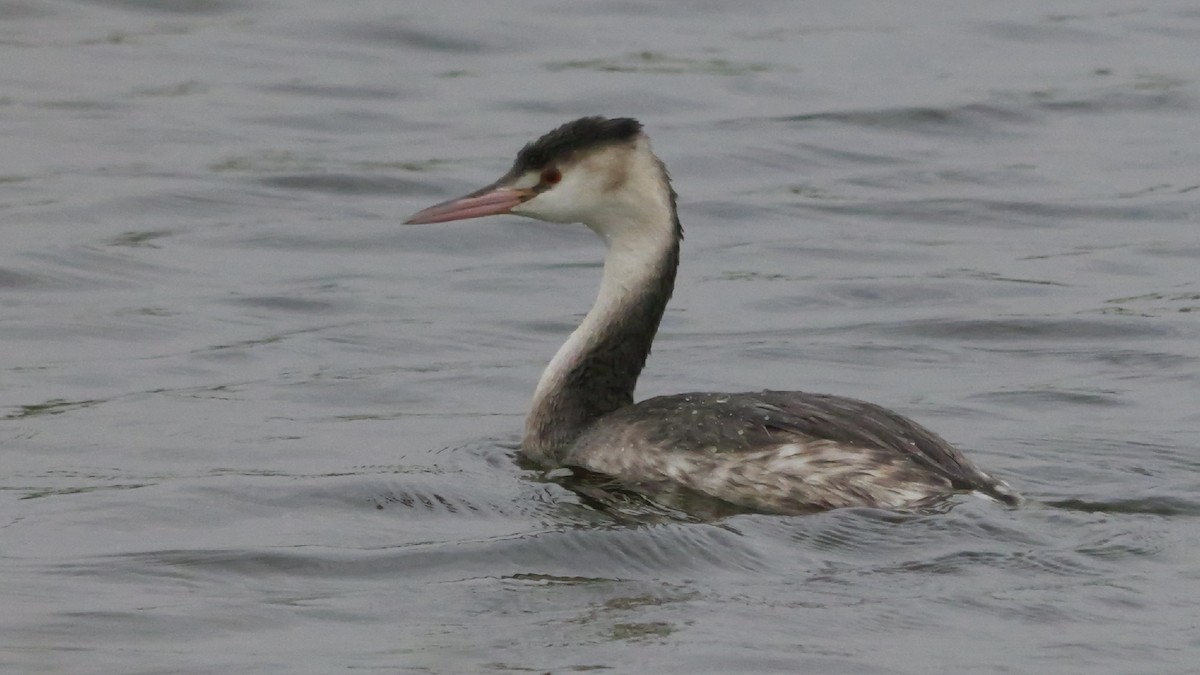 Отгот шунгуур - ML646892459