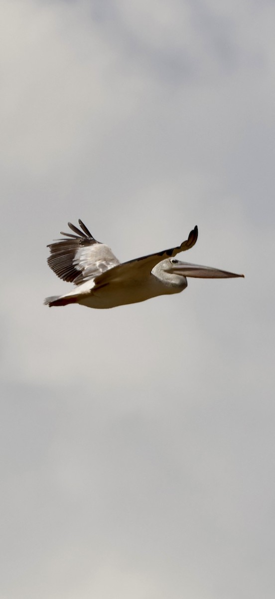 コシベニペリカン - ML646892465