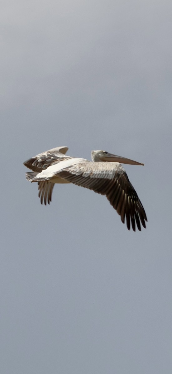 コシベニペリカン - ML646892467